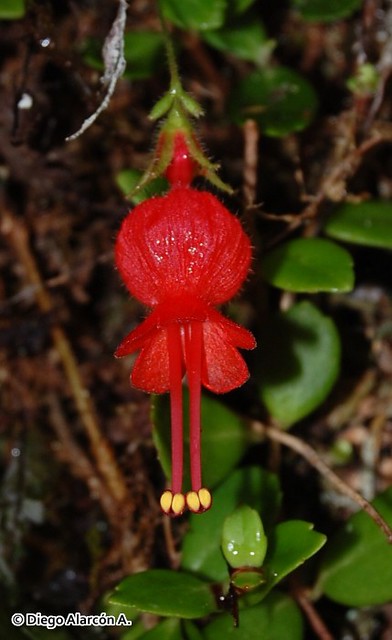 Acercamiento a una flor de Medallita <i>Sarmienta scandens</i>, donde se aprecian sus brcteas verdosas, sus ptalos rojos con pelos erizados y 2 de sus 5 estambres rojos.