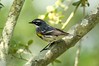 Signs of Spring: Yellow-Rumped Warblers