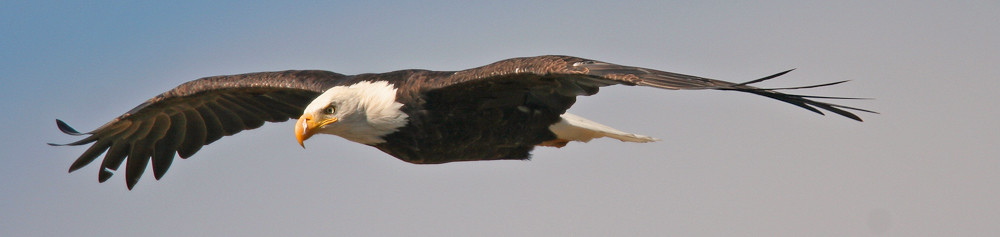 Bald eagle-2.jpg