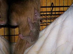 Baby tamandua on mom's tail