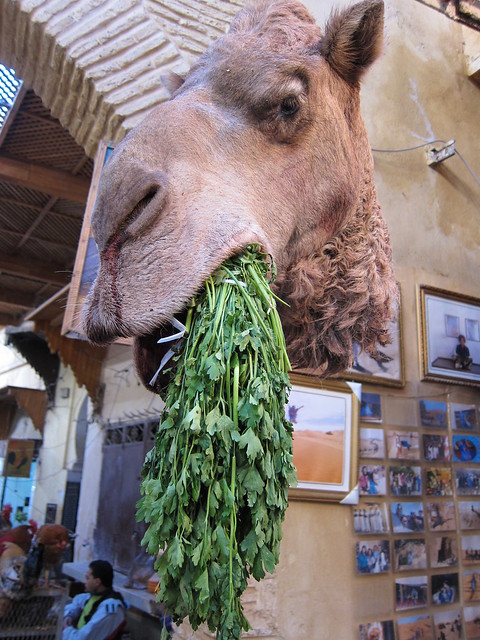 Beheaded Camel