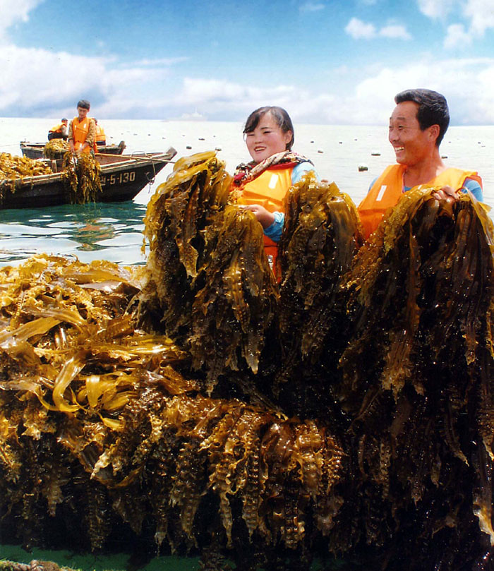 КНДР в лидерах, по добыче морских водорослей - надежного средства для похудания и профилактики рака! 