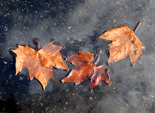 Maple Leaves in a Puddle of Water