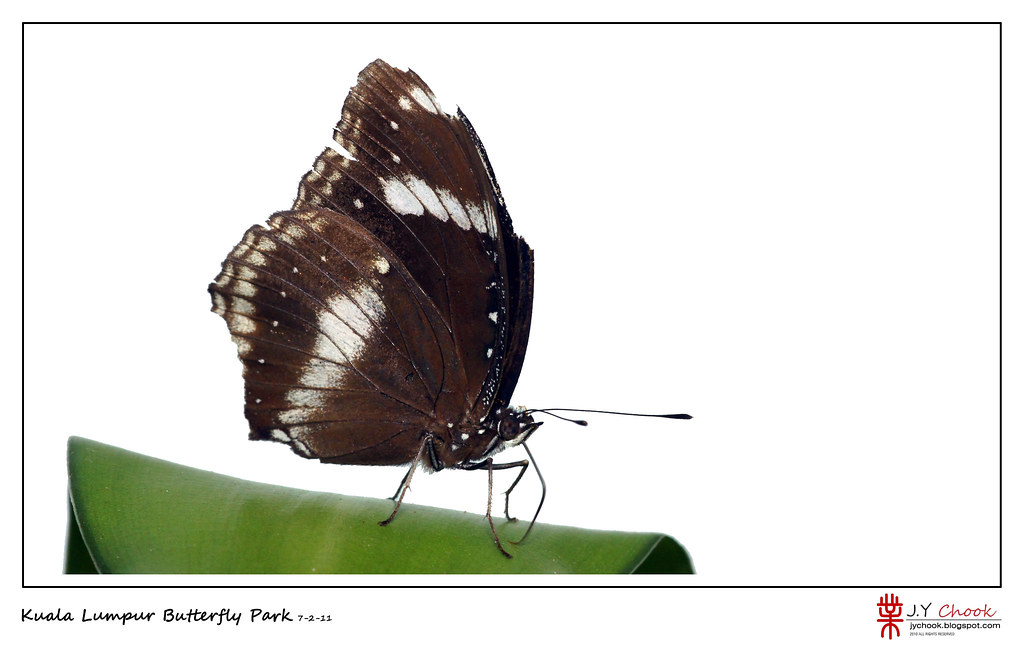 butterfly11