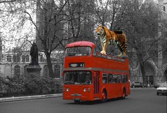 Wildcat london Transport