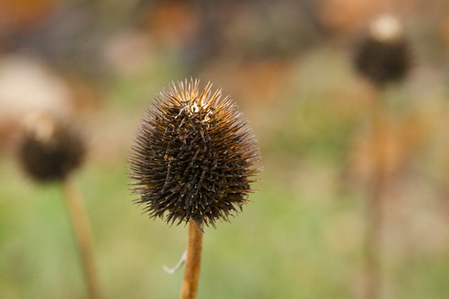 Echinacea Seed Head Winter