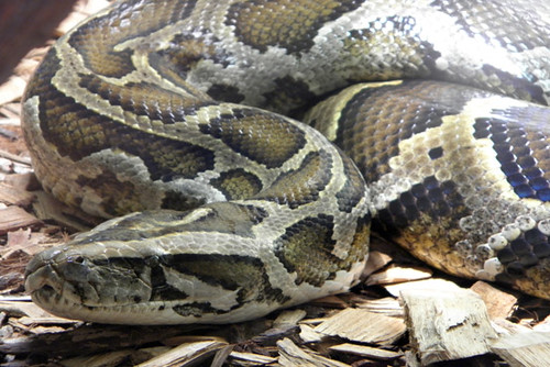 snake-photo