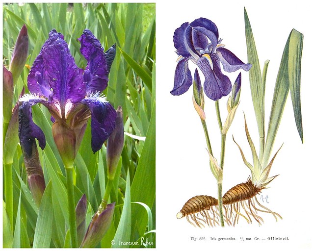 (315) Iris