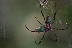 Spider Feeding (Nagasima) Tags: parque spider avenida feeding paulista aranha trianon