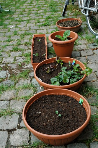 Spring pots