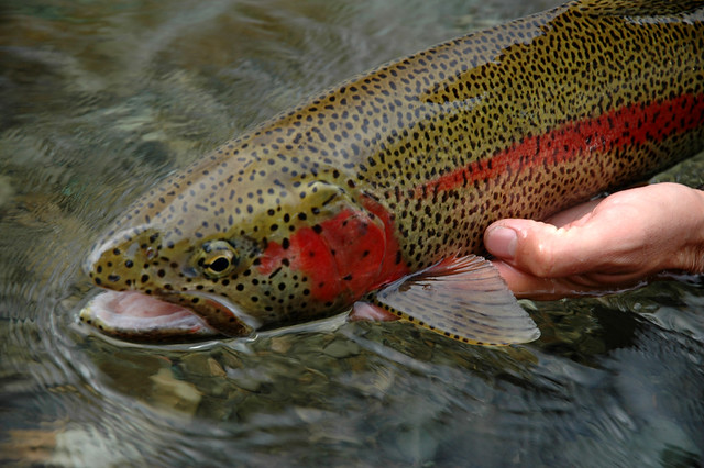 kenectok alaska rainbow trout