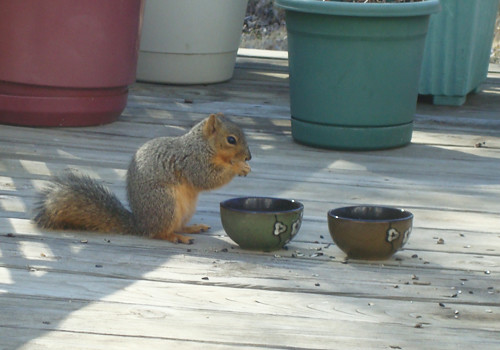 My Squirrely Visitor