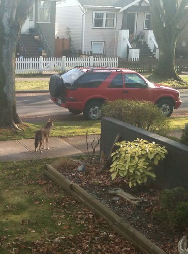 Coyote walking along the sidewalk, right in front of my house!