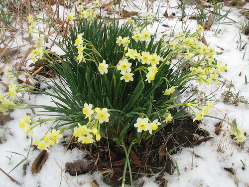 'Minnow' daffodil