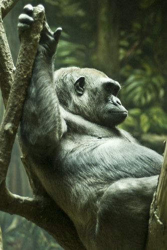 Gorilla in repose.