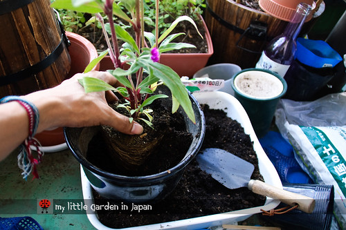 How-to-plant-in-a-container-2