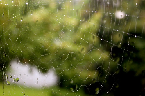 Sunday: Raindrops on cobwebs ...