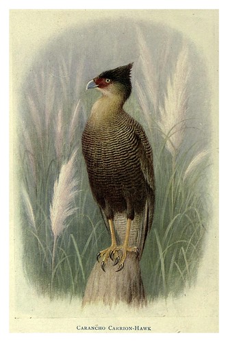 014-Carancho halcon carroñero-Birds of La Plata 1920- William Henry Hudson 