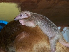 Baby tamandua 2.5 weeks old