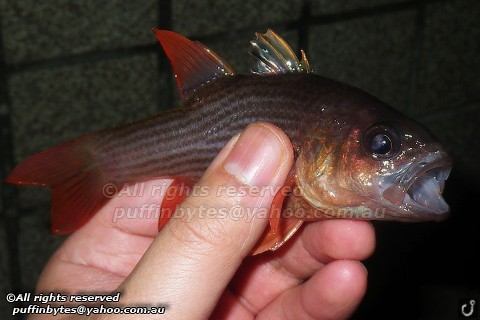 Small-scaled Cardinalfish - Apogon multitaeniatus