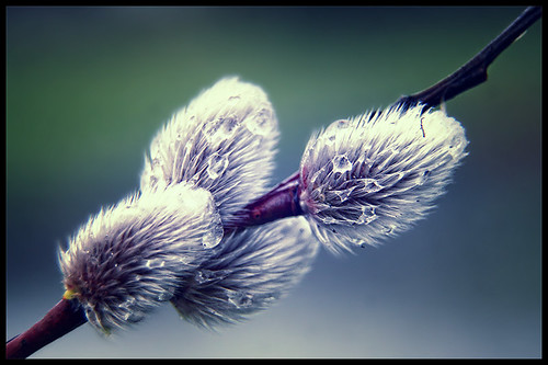 pussy willow by andrè t.