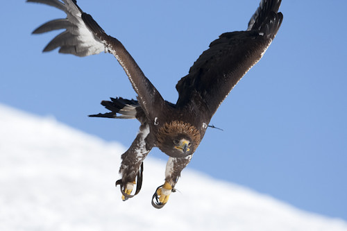golden eagle in flight. Golden eagle in flight