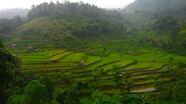 rice terraces, central Bali