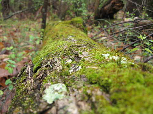 Log Covered with Moss