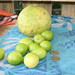 Citrus limon (Lime - front) and Citrus Xparadisi (Grapefruit - back)