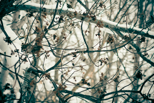 365: 59 Gray Gloomy Winter