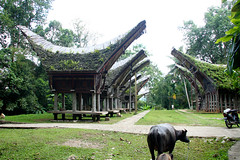 Tana Toraja - sulawesi