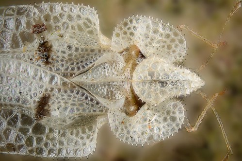 Sycamore Lace Bug