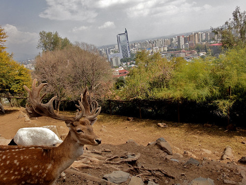 Deer and the City in Santiago