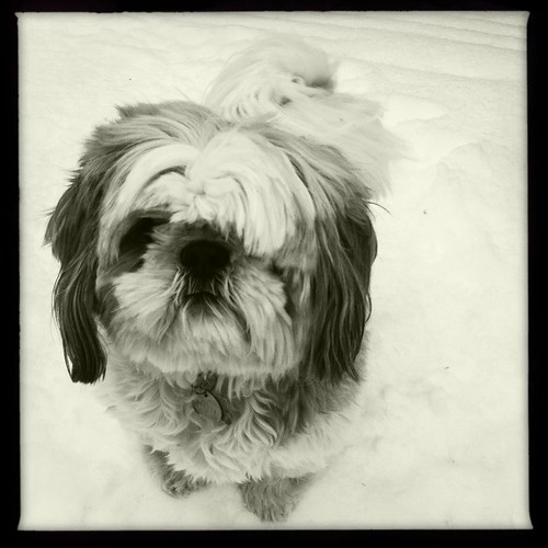 Dogs in the snow, 1 of 4: Oliver