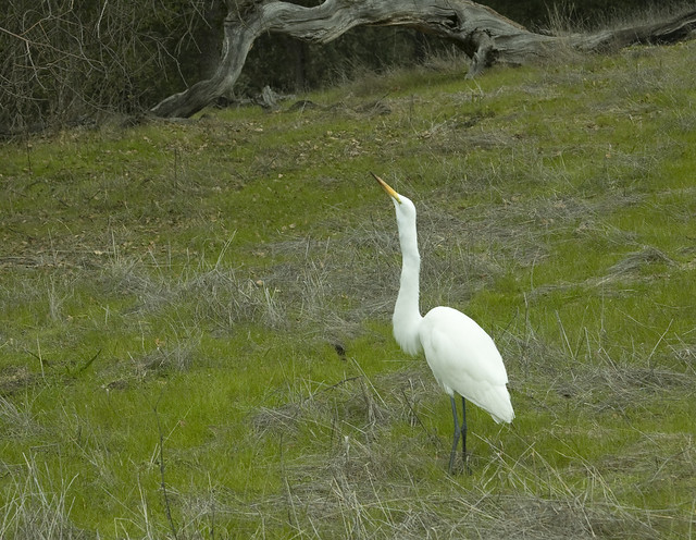 IMG_1837 Great Egret swallowing a vole 9