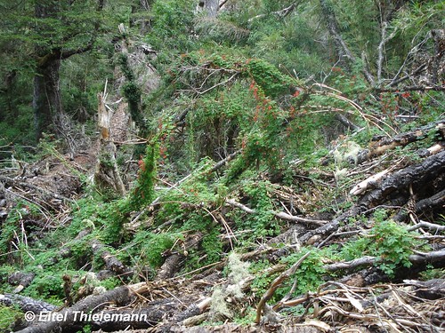 Diversas plantas de martillo de carpintero <i>Tropaeolum speciosum</i> trepando por ramas y troncos muertos en un claro del bosque de la Cordillera de Nahuelbuta.