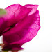 The first bougainvillea of 2011 (2 of 2). By Thomas Tolkien