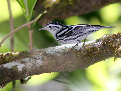 Black and White Warbler 20110313
