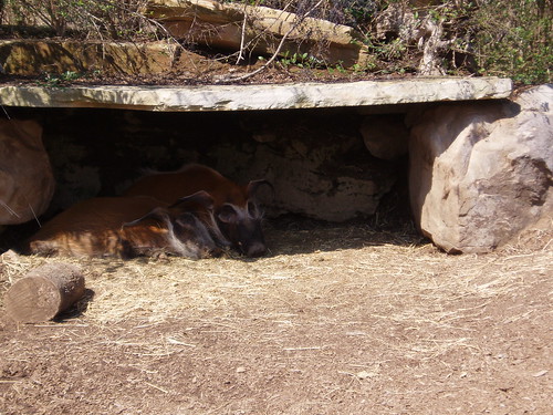 Red River Hogs, Nashville Zoo