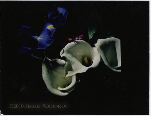 Instant film project: flowers