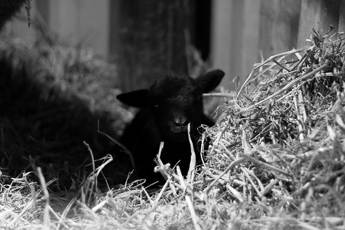 our black welsh mountain sheep began lambing on sunday night  only 12 hours