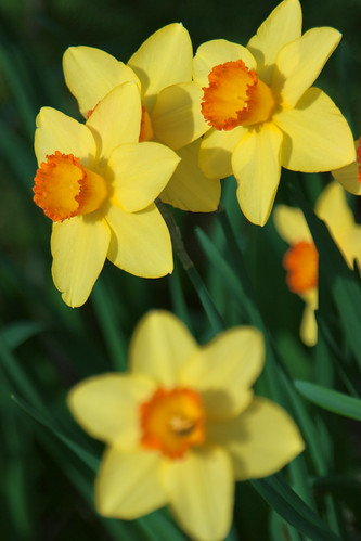 Yellow Daffodils by IronRodArt - Royce Bair