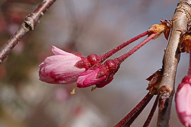 Missouri Botanical Garden (Shaw's Garden), in Saint Louis, Missouri, USA - pink cherry blossoms