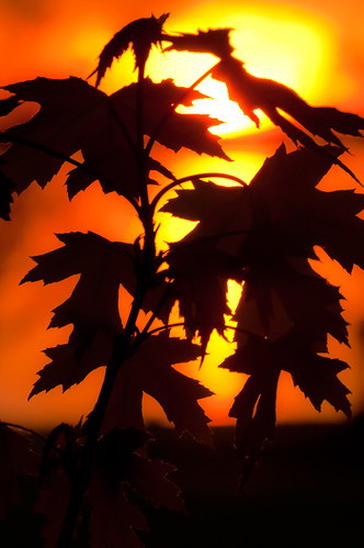 Leaves at sunset over Lake Ray Hubbard by yogiRon