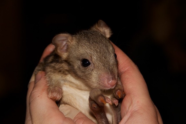 baby Boodie, _Bettongia lesueur_ (Burrowing Bettong)