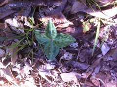 4-Leaf Trillium 