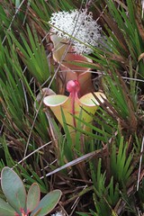 Heliamphora nutans (Sarraceniaceae)