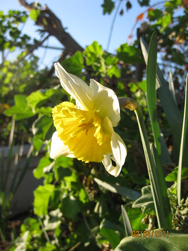 daffodil first