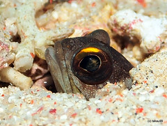 Gold-specs jawfish - Komodo, Indonesia