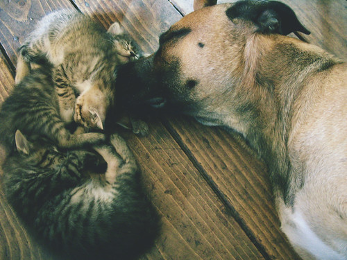 フリー写真素材|動物|哺乳類|イヌ科|犬・イヌ|ネコ科|猫・ネコ|子猫・小猫|寝顔・寝ている|
